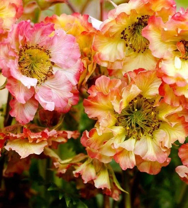 Geum 'Pretticoats Peach' (1 Gal)