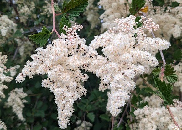 Holodiscus discolor (Oceanspray)