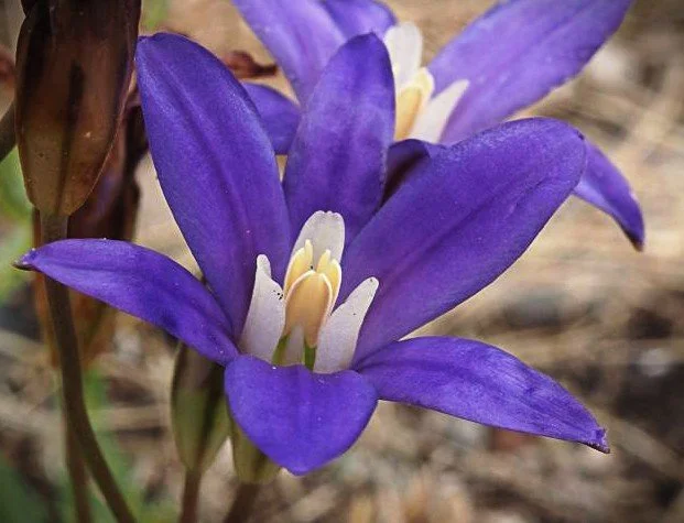 Brodiaea coronaria (Harvest Brodiaea) 4-in.