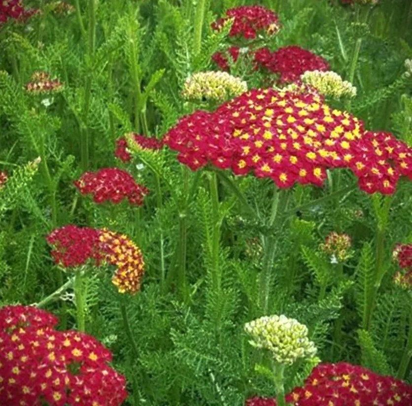 Achillea desert eve red overview.jpg