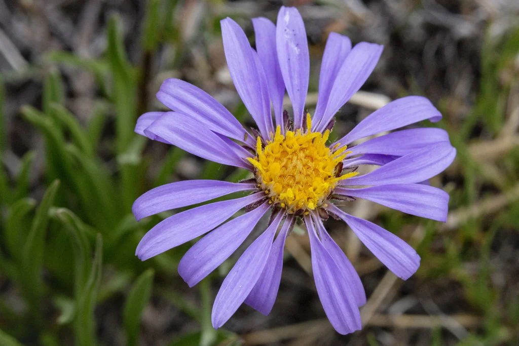 Oreostemma alpigenum (Alpine Aster) 4"