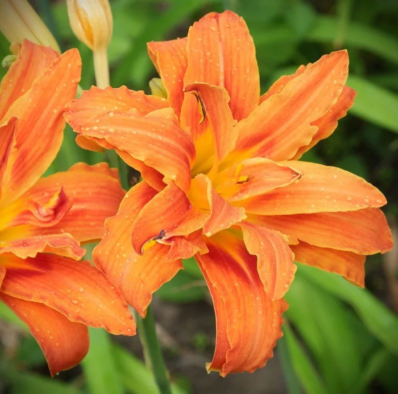 Hemerocallis kwanso closeup.jpg