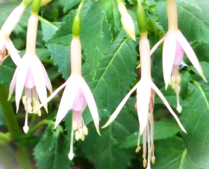 Fuchsia 'White Knights Pearl' (White Knights Pearl Hardy Fuchsia)