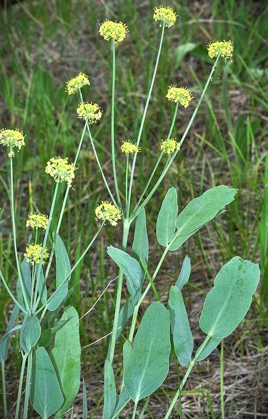 Lomatium nud 1.jpg