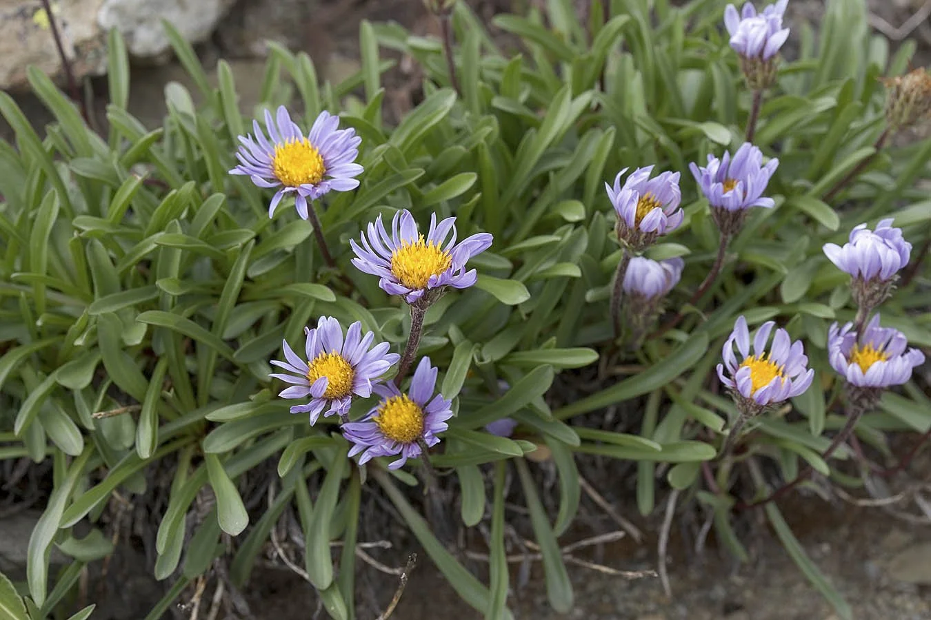 tundra aster clump - rod gilbert.jpg