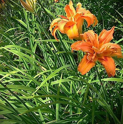 Hemerocallis kwanso foliage.jpg