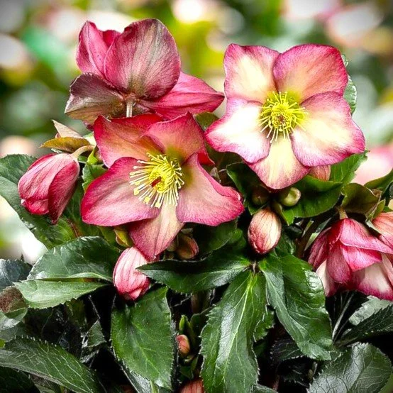 hellebore early rose.jpg