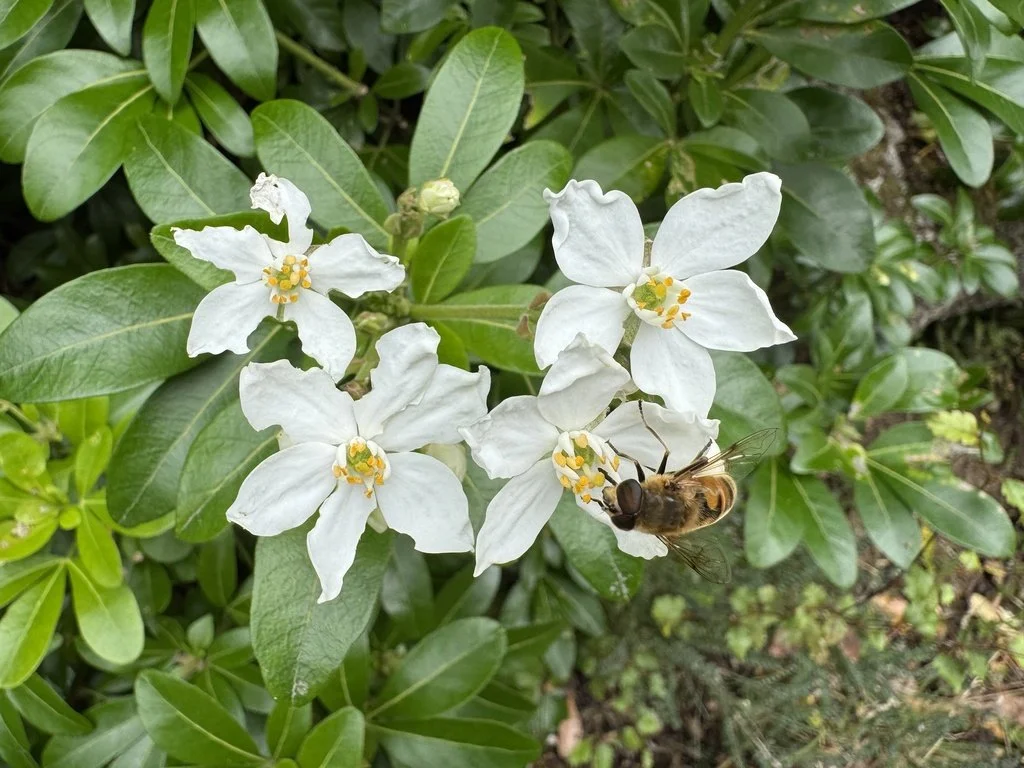 Choisya ternata (Mexican Orange Blossom) 2 gal
