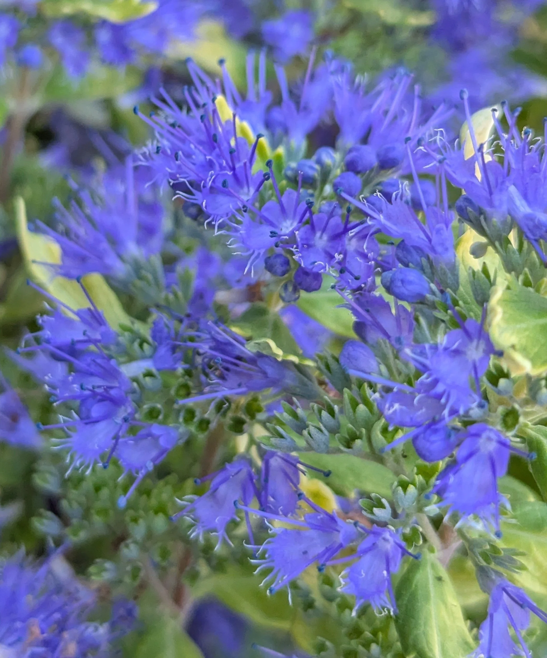 Caryopteris x clandonensis  'Gold Crest' (Gold Crest Bluebeard) 1 gal