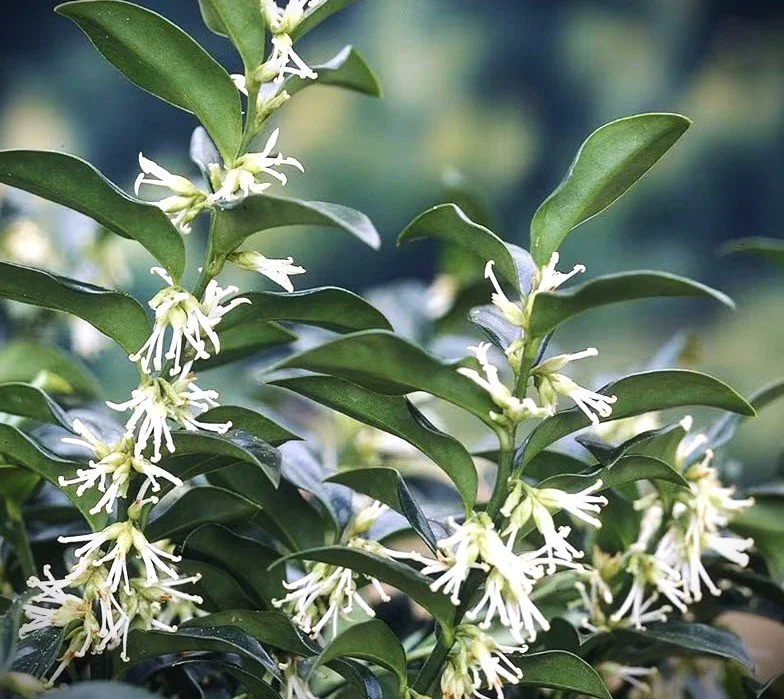 Sarcococca hookeriana var. humilis (Himalayan Sweet Box) 1 gal