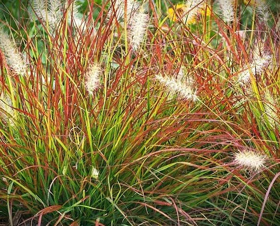 Pennisetum alopecuroides 'Burgundy Bunny' (Dwarf Burgundy Fountaingrass) 1 gal
