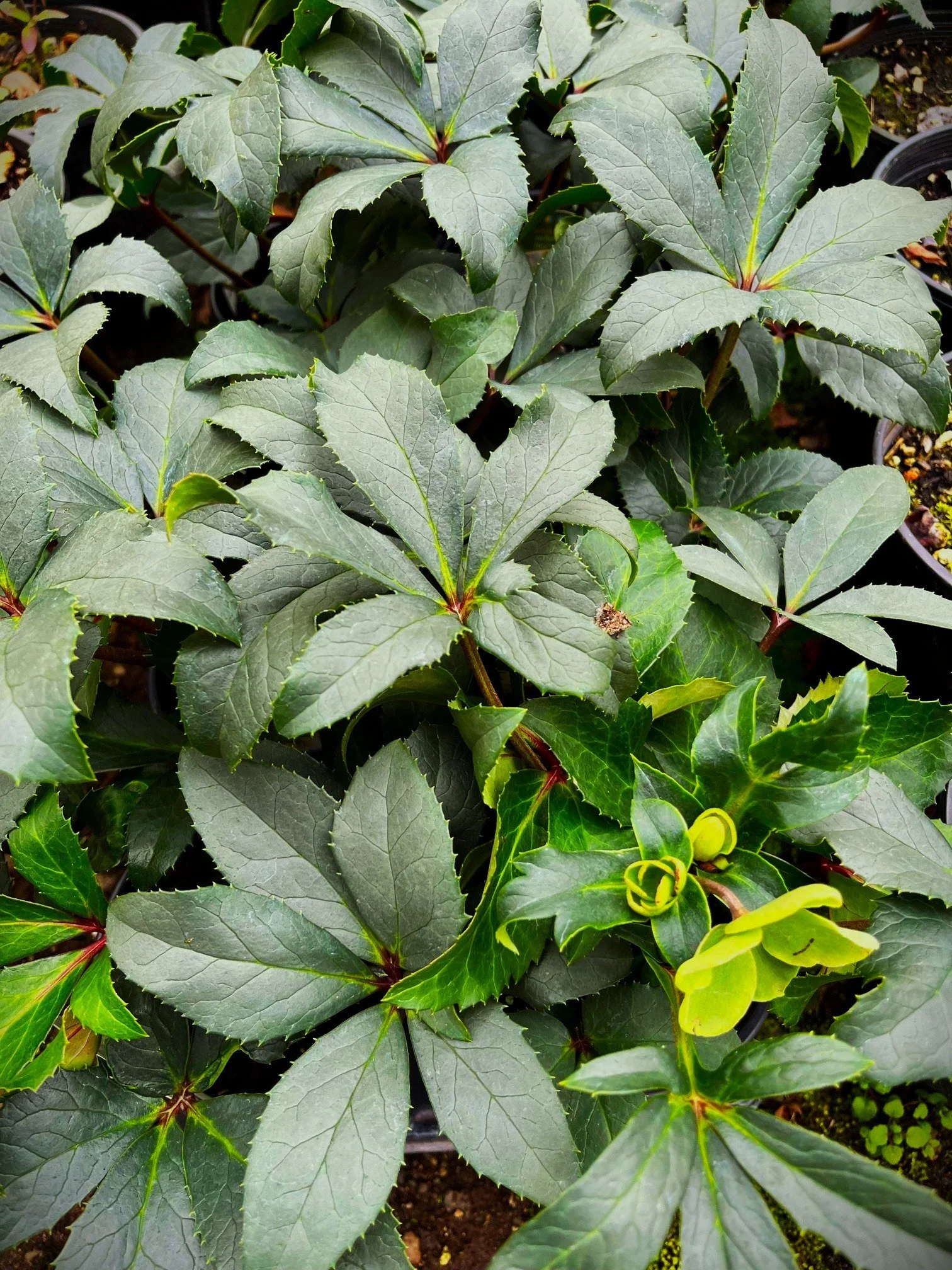 Helleborus joker foliage.jpg