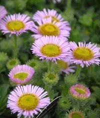 Erigeron glaucus.jpg