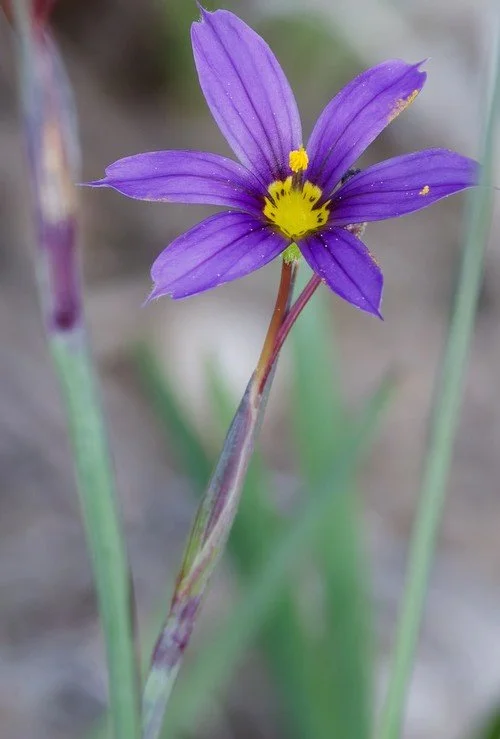 Sisyrinchium idahoense (Idaho Blue-eyed Grass) 4"
