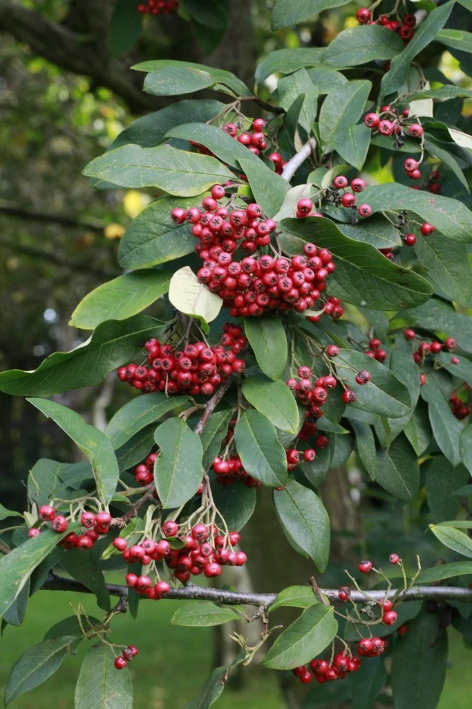 Photinia (Stranvaesia) davidiana (Chinese Stranvaesia) 1 gal