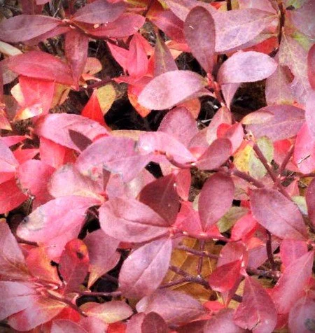 vac cesp fall color.jpg