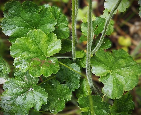 Heuchera chlorantha (Meadow/Green-flowered Alumroot) 4"