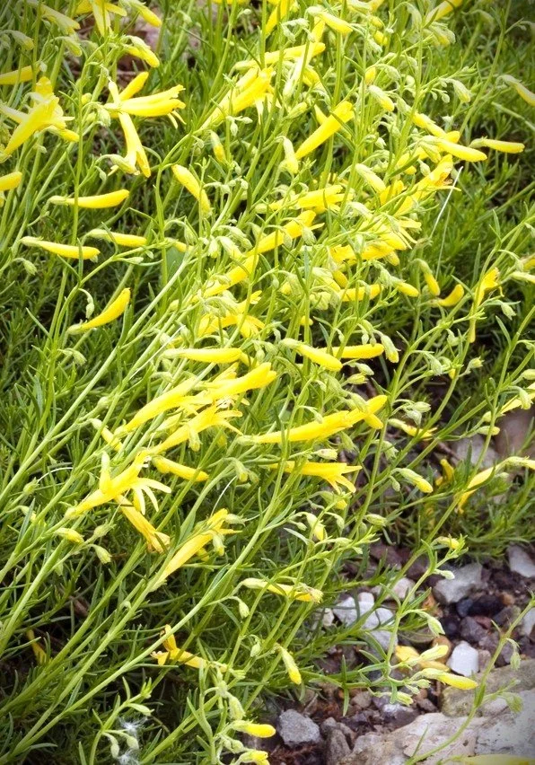 Penstemon pinifolius 'Mersea Yellow' (Pine-leaved Penstemon) 1 Qt.