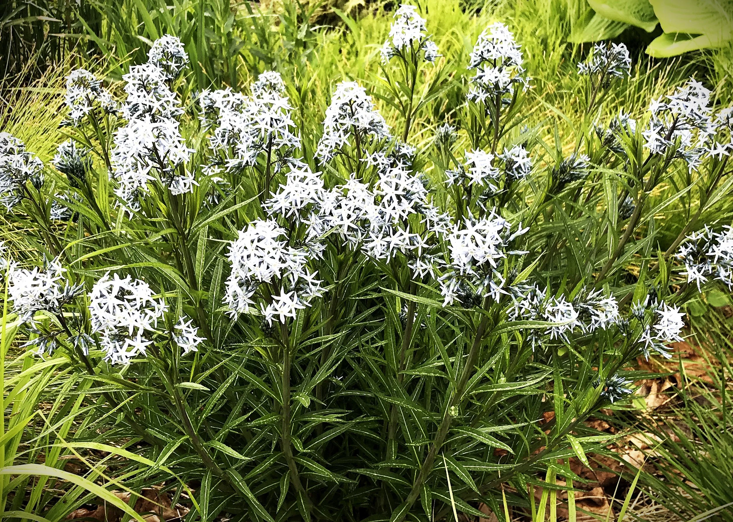 Amsonia Bases Loaded 002.jpg