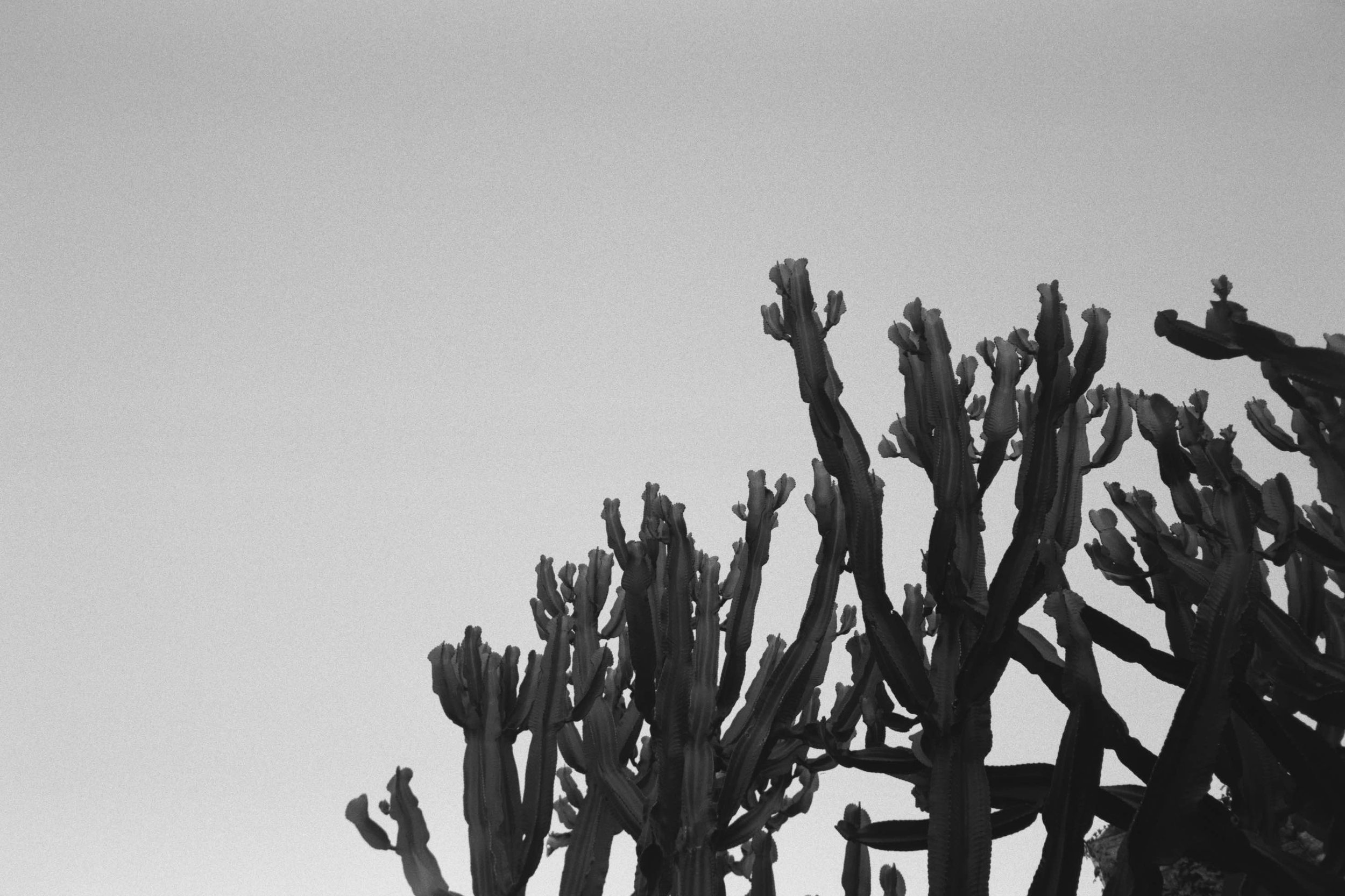 Cactus Cartographics: An evocative fine art photograph capturing the unique patterns and textures, presenting a visual journey, ideal for those who admire beauty