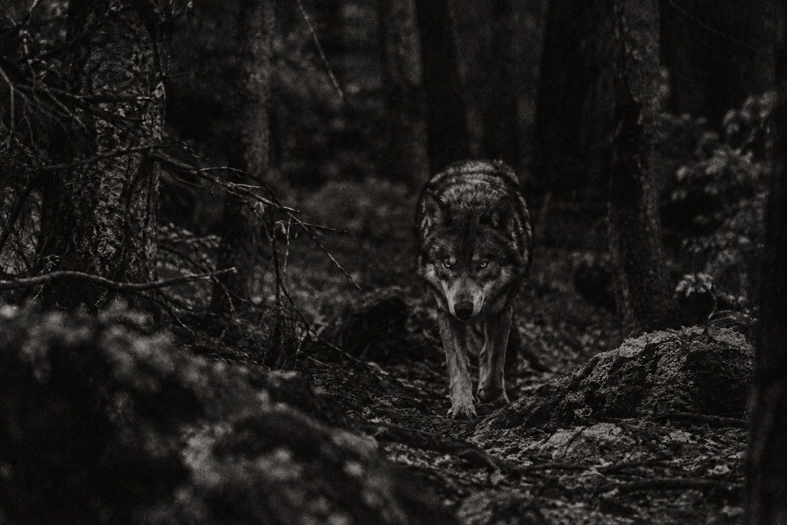 El lobo