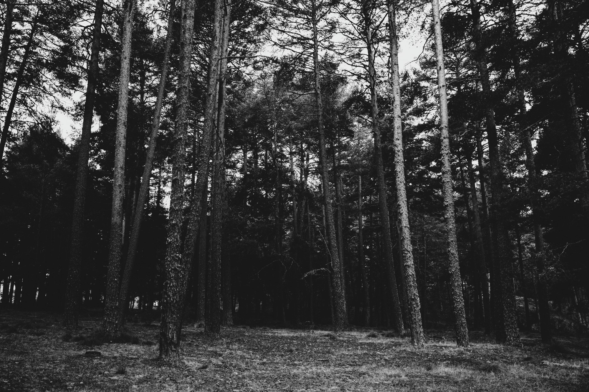 El bosque y el inconsciente
