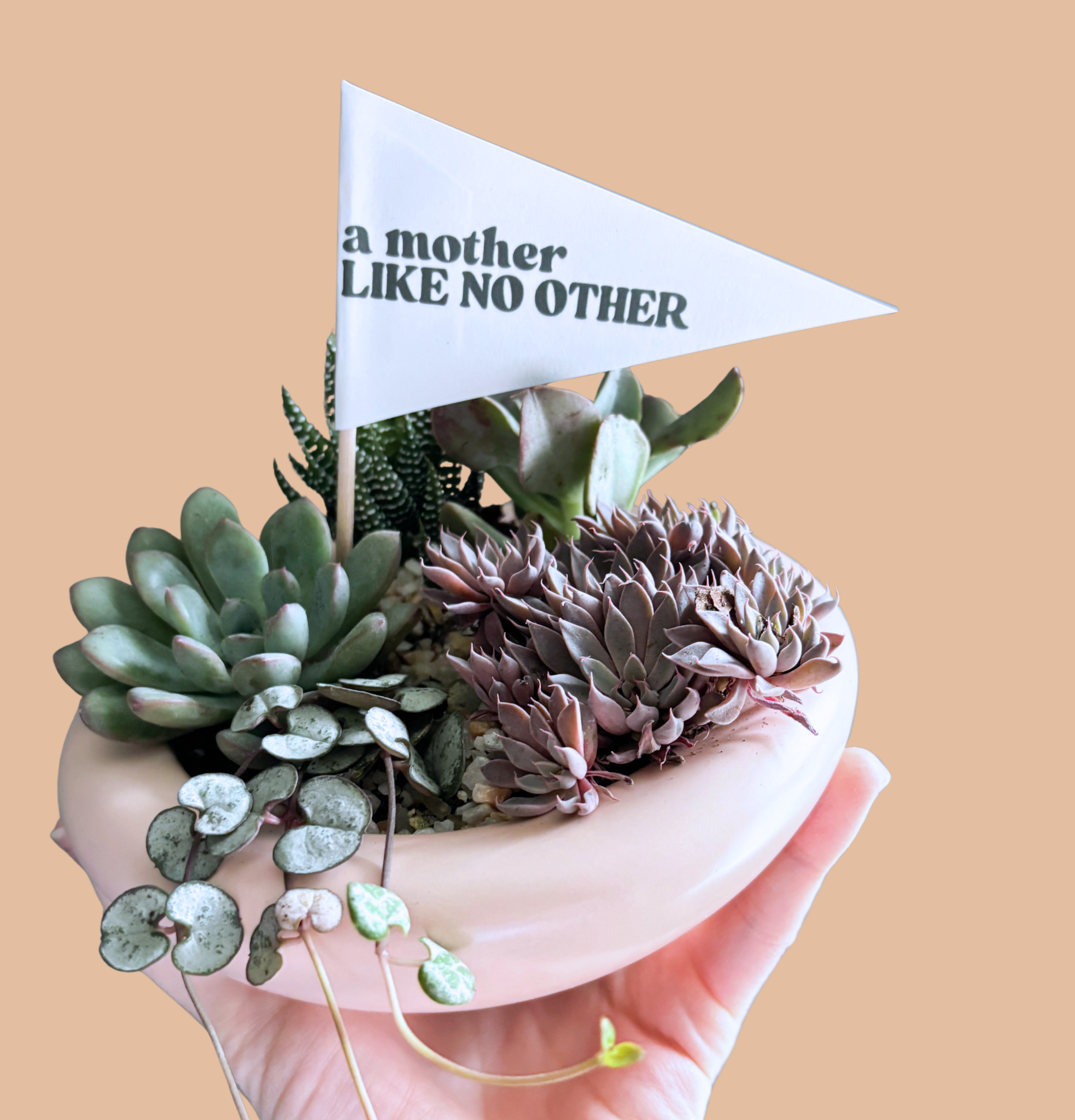 Cactus & Cider: A Succulent Garden Workshop- Thursday, May 15th @ Yinzer Valley Farms