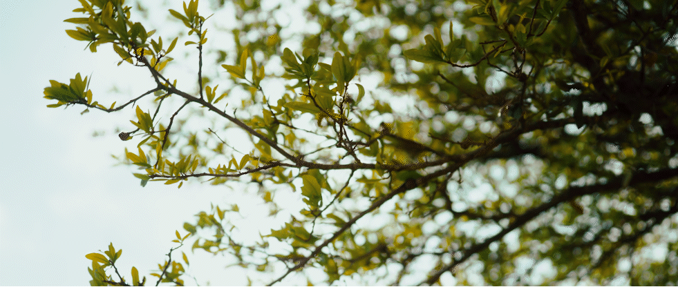 Sun peeking through the trees.gif