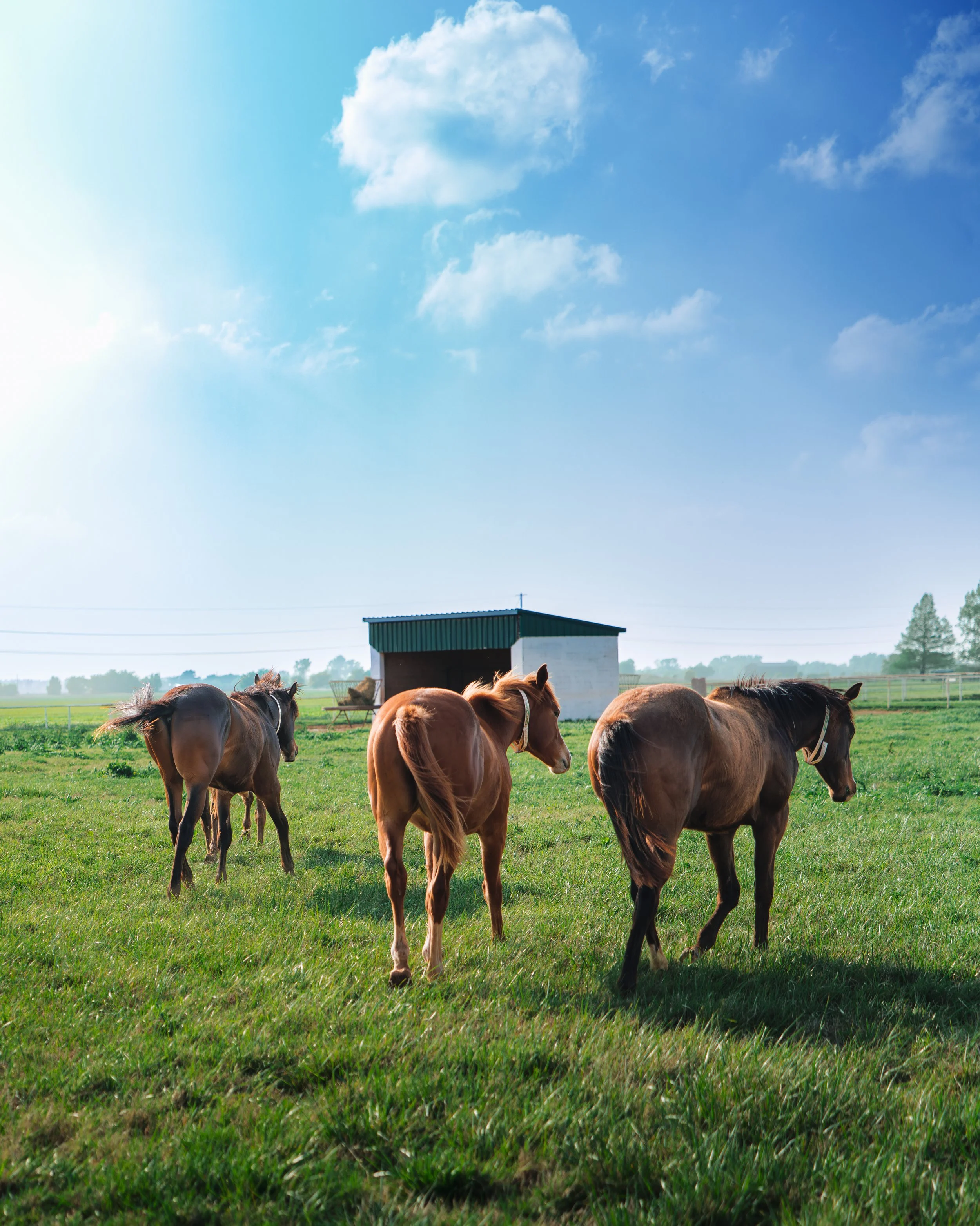Horses in the field.jpg