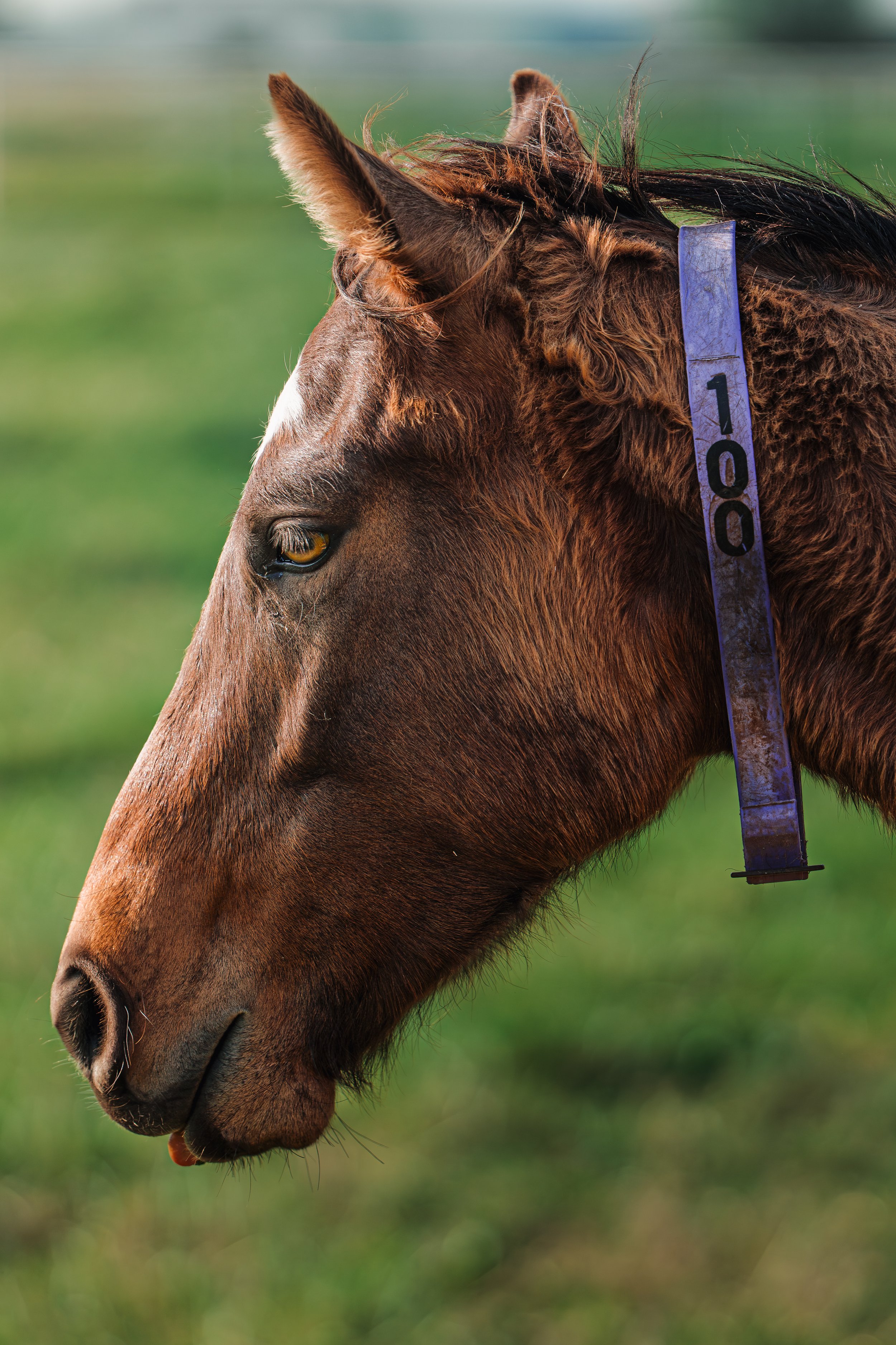 Horse.jpg