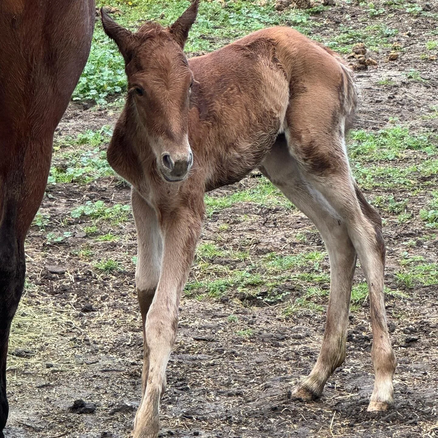 La Tapat&iacute;a ~ born this morning!