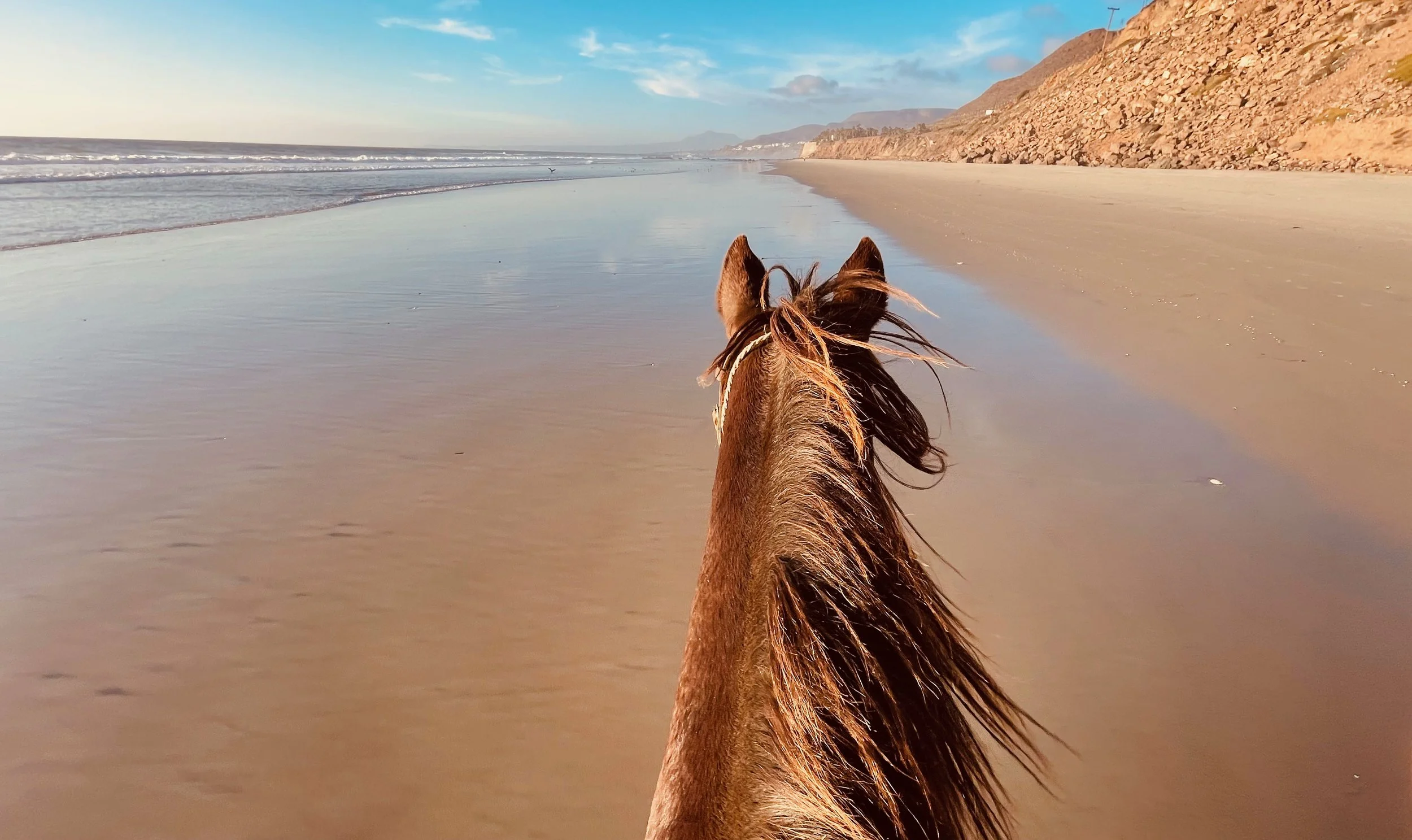 Why Your New Year Needs More Horse Wisdom 