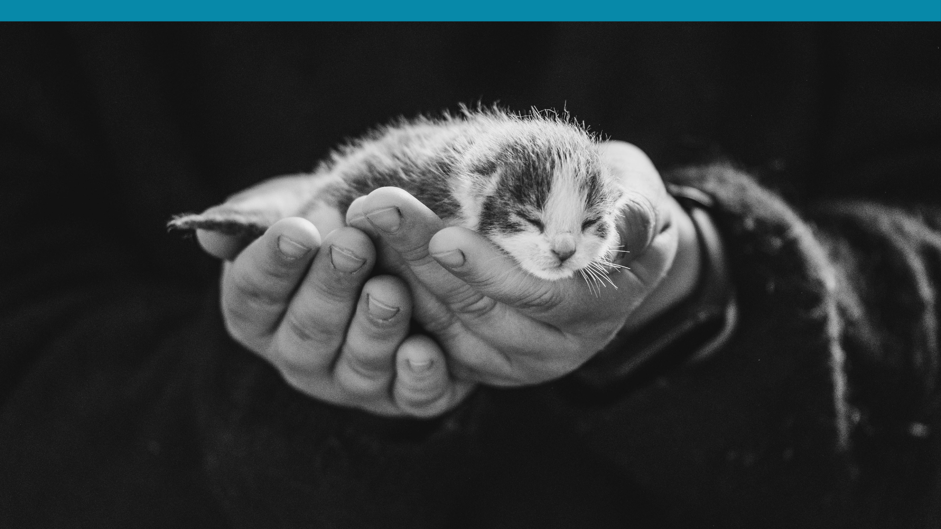 Man holding a kitten, finding yourself agan