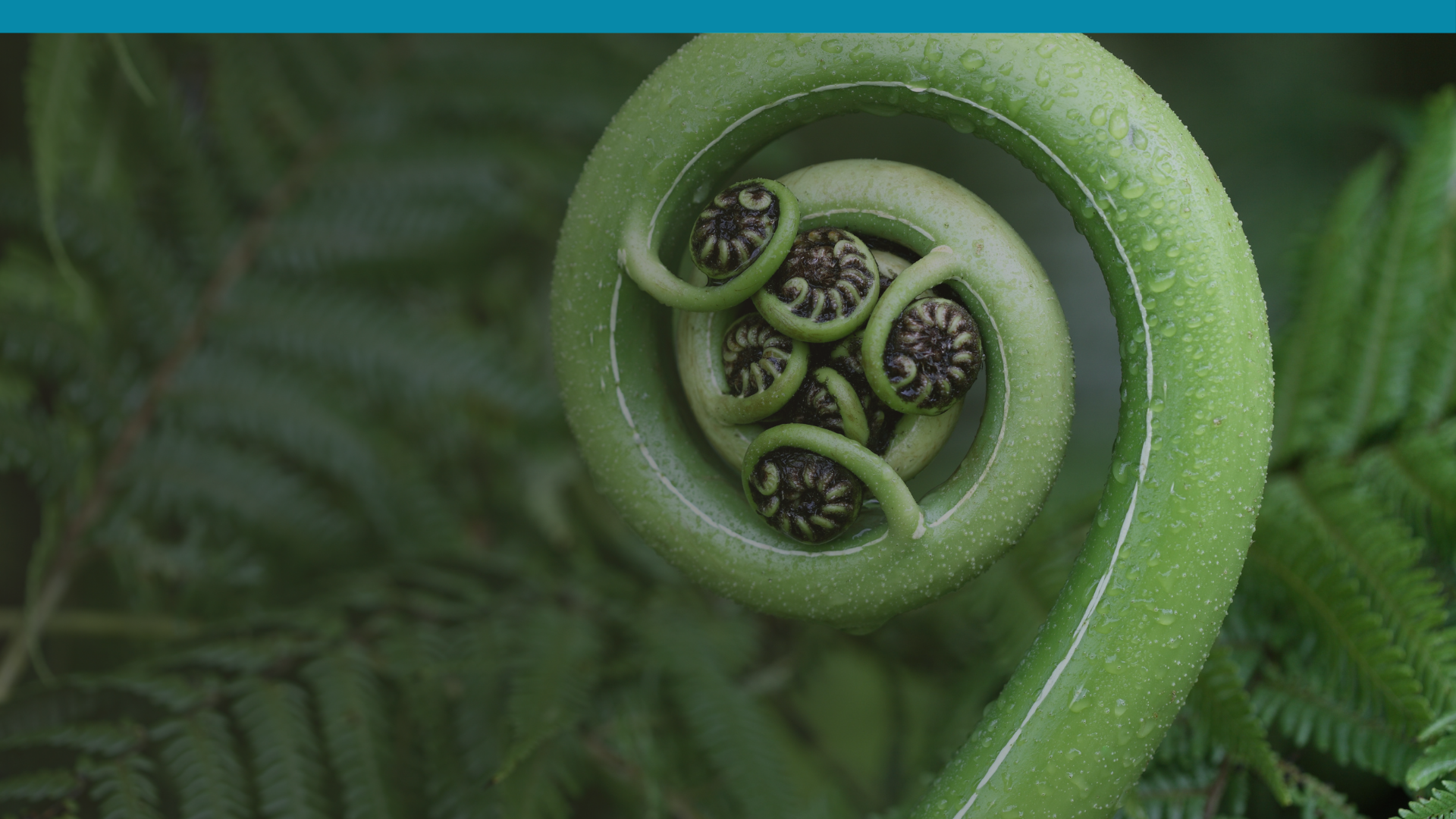 Patterns repeating in men depicted by a fern unfurling