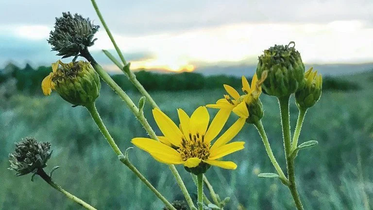 flowers backyard_green.jpg