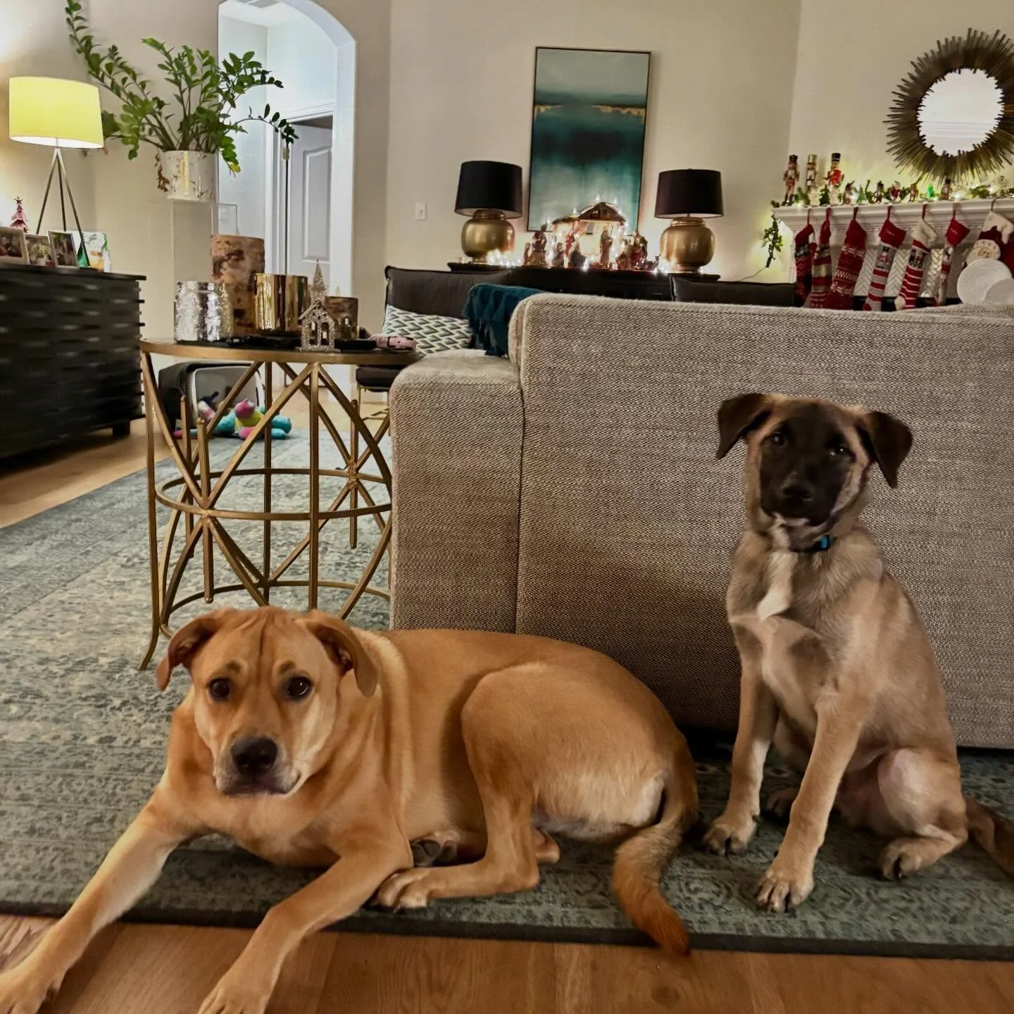 Is it Christmas break yet???? Lily and Bear want the kids home. 🐾🐾🎄🩷💙💙🩷