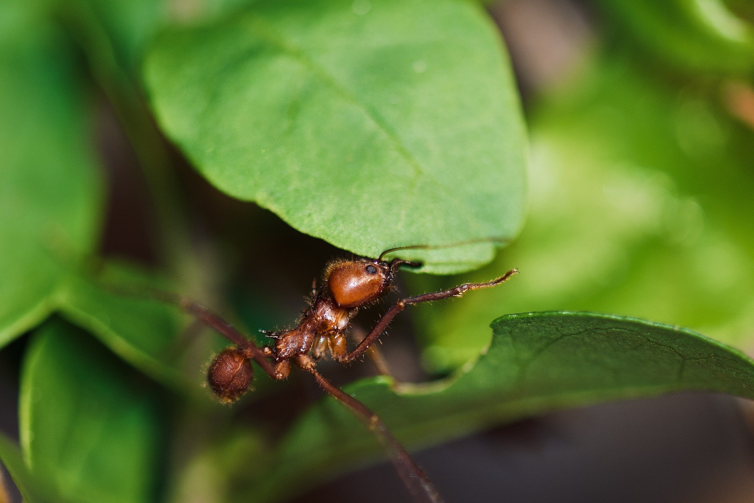 Atta_cephalotes_leafcarrier.jpg