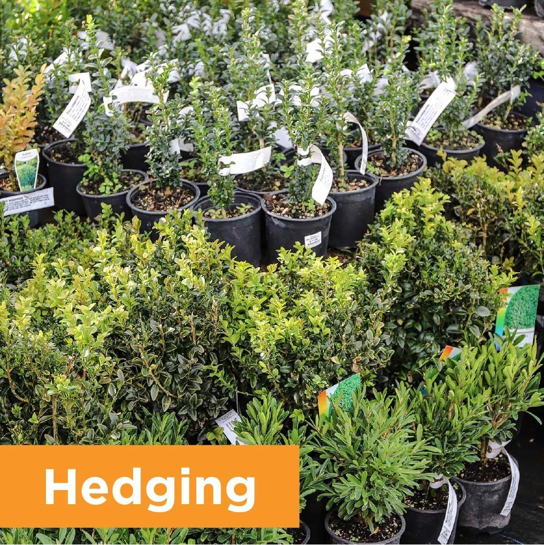 PlantPageHedging.jpg
