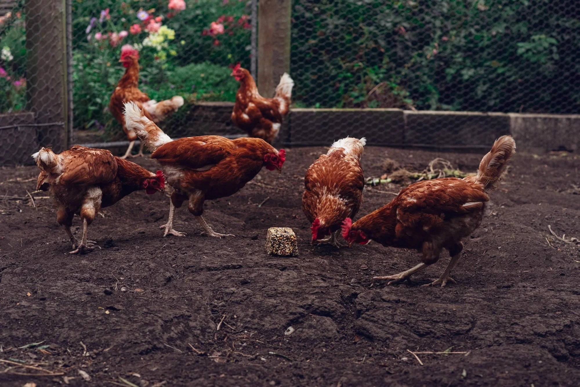 Chickens_with_poultry_pecker_2000x2000-ezgif.com-webp-to-jpg-converter.jpg