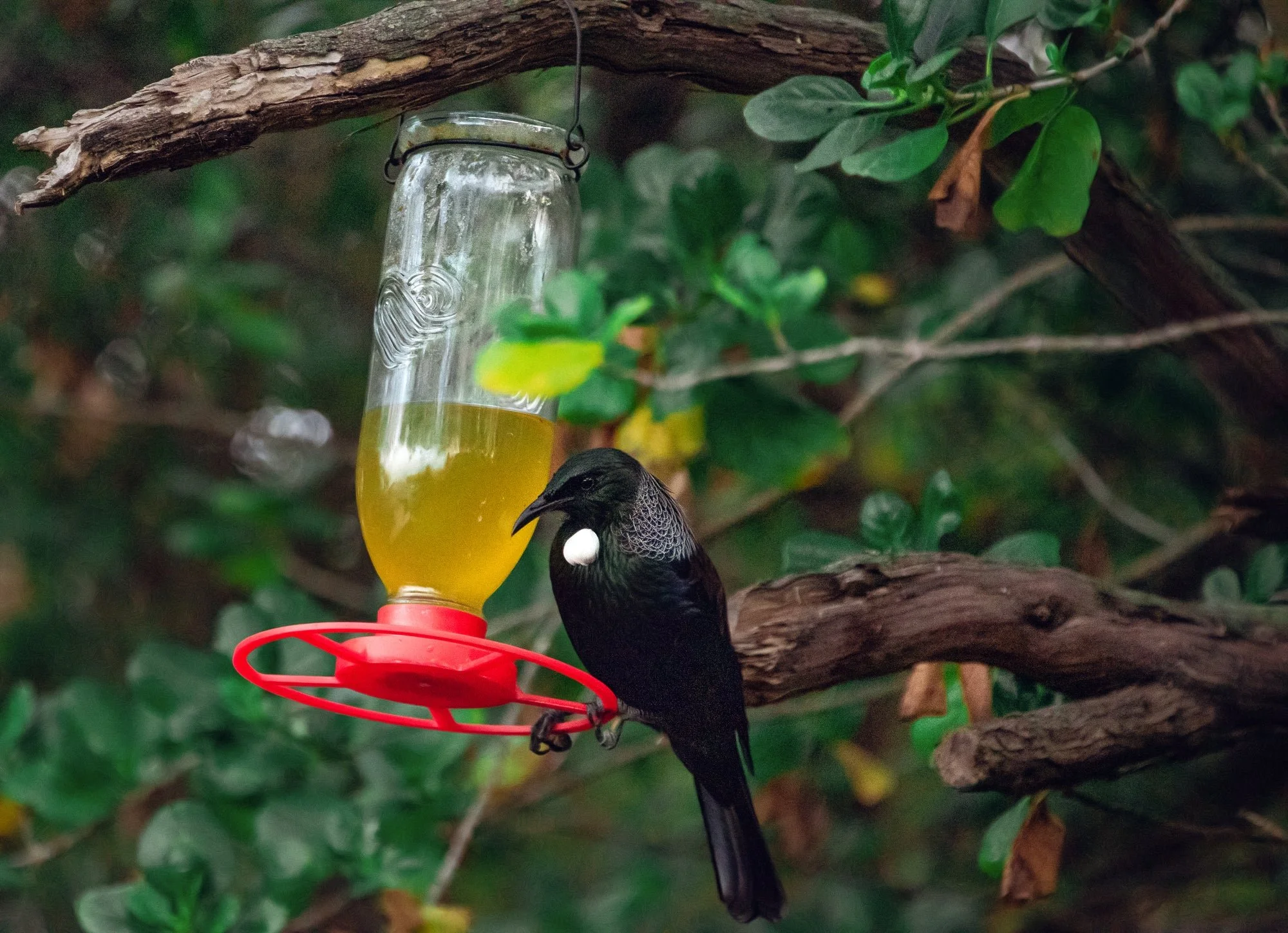 Tui_nectar_feeder_2_2000x2000.jpg