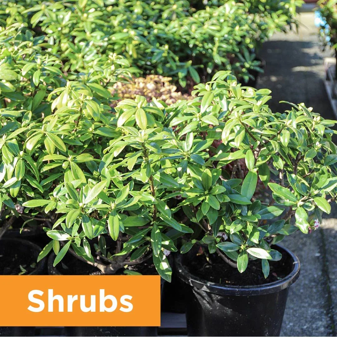 PlantPageShrubs.jpg