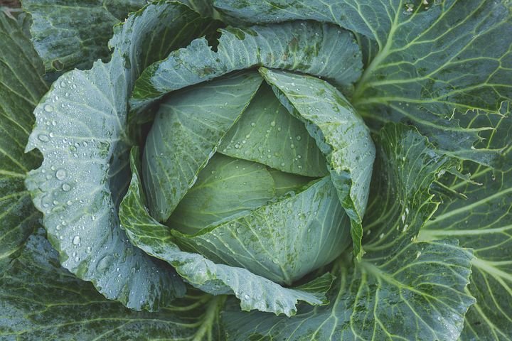 cabbage-1850722__480.jpg