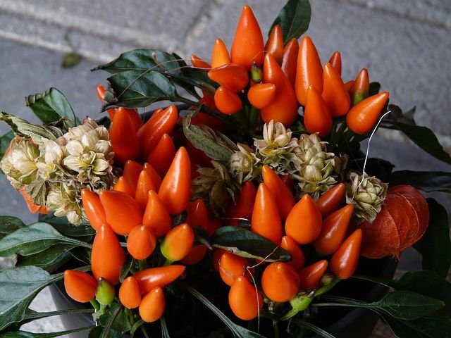 ornamental-peppers-60399__480.jpg