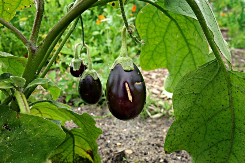 eggplant-1491949_1920 (800x533).jpg