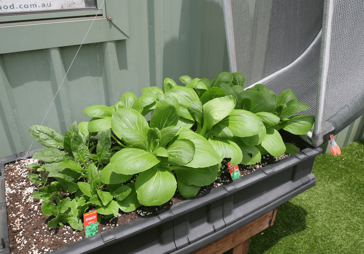 Small_Vegepod_lifestyle2_1200x_c5c76832-fec0-4e0f-ae6e-3d5b1448daba_1200x.png