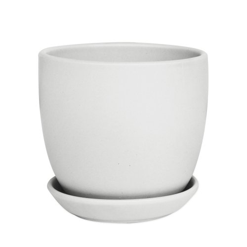 tulip white.jpeg