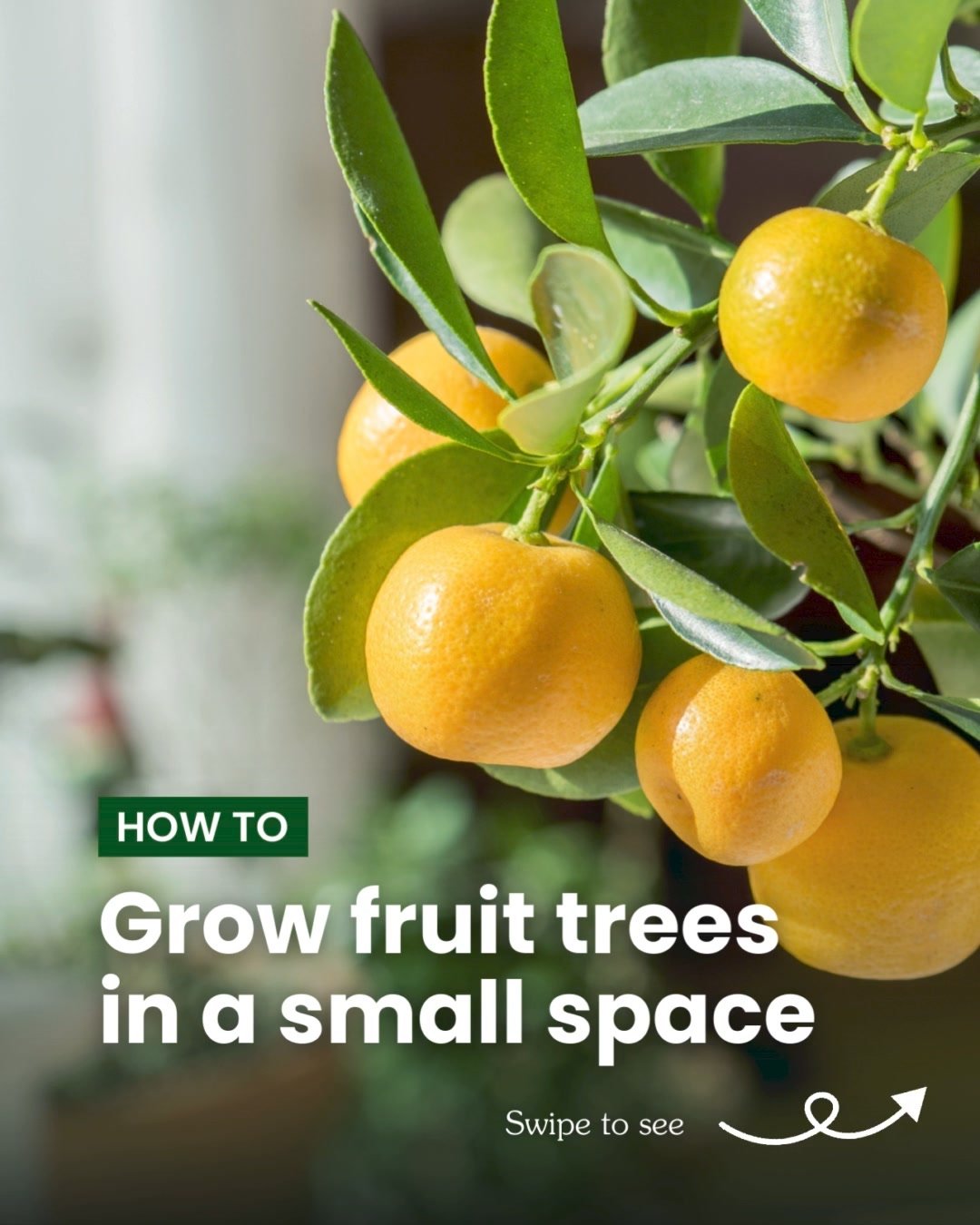 If you have a tiny yard or temporary living arrangements, you can still grow your own fruit - just grow them in pots!

For fruit trees, bigger pots are generally better, but as a general rule of thumb, try to provide at least 1/3 the volume of the tr