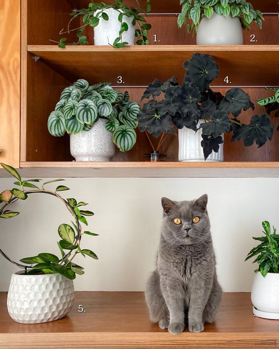 Introducing our friend Dusty! 🐱 

Did you know that some indoor plants are toxic to pets? When buying house plants it's always best to double check if they are compatible with your furry flatmates. 

Here you can see some pet-friendly indoor plants 