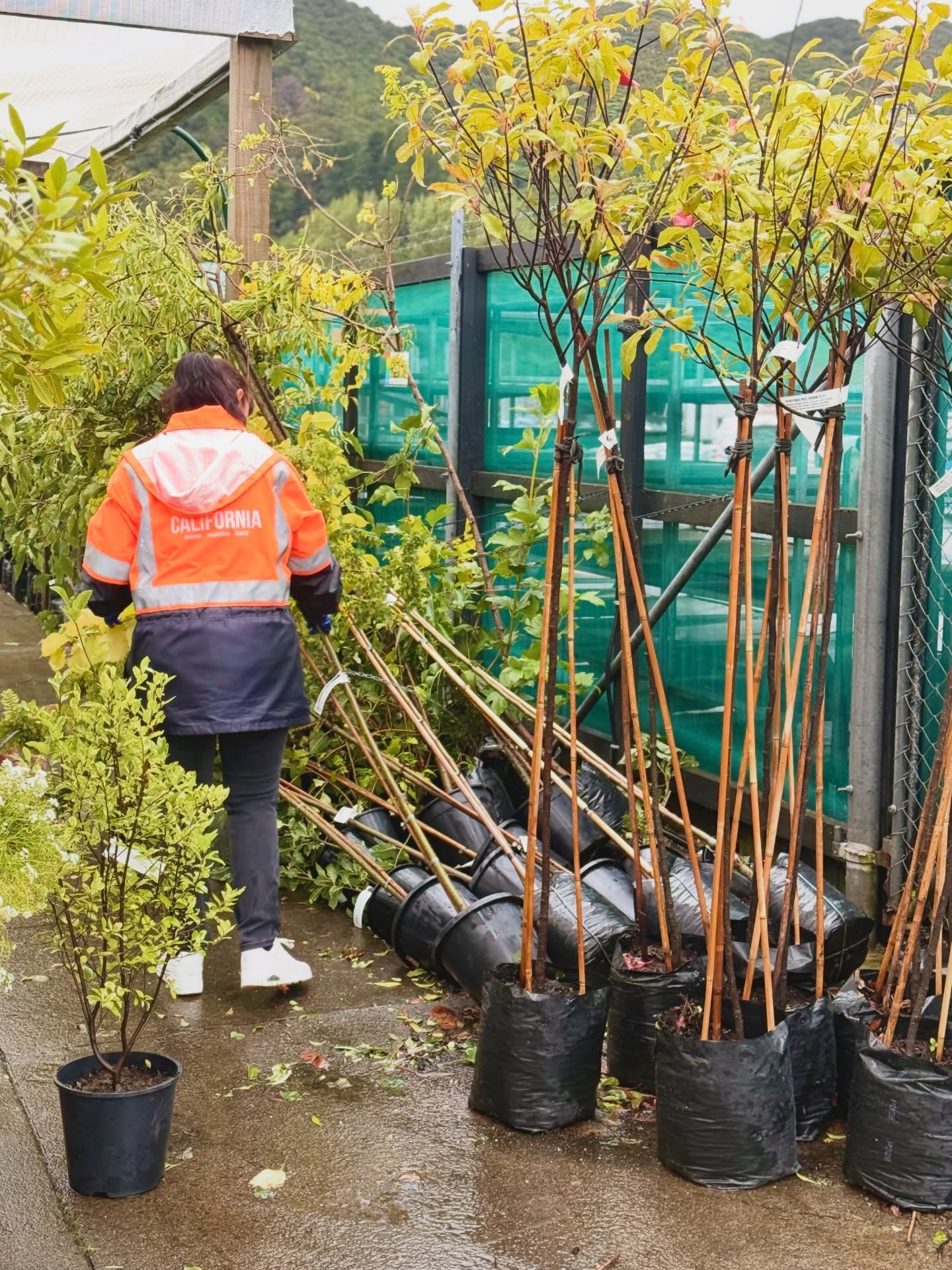 The recent storm has been difficult to witness, and many of our plants were affected.
We feel grateful for the safety of our team and community, and our hearts go out to everyone across Wellington impacted by flooding and severe weather.

Our team is