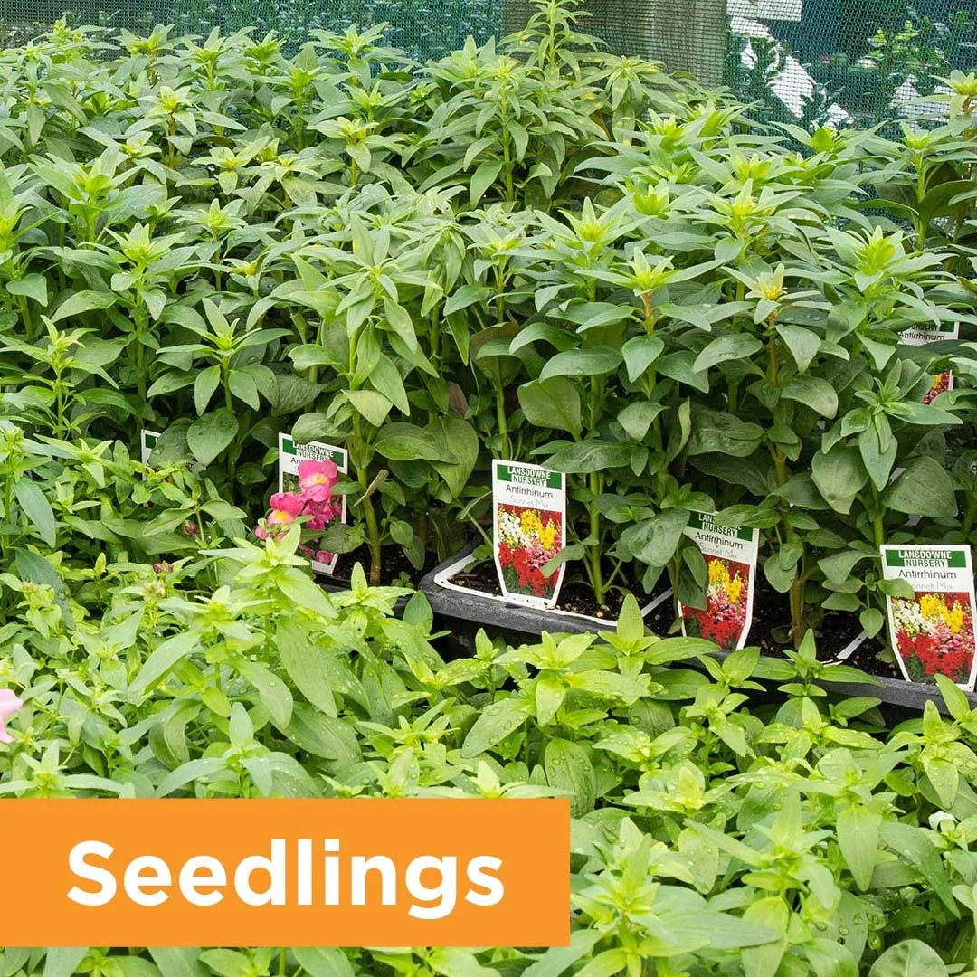 PlantPageSeedlings.jpg